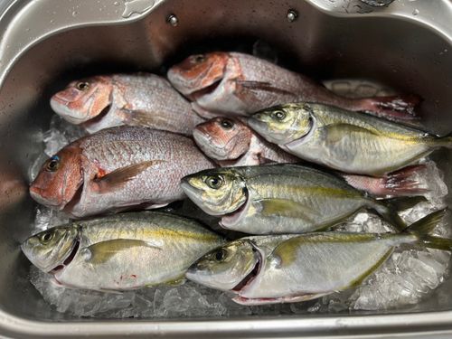 シマアジの釣果