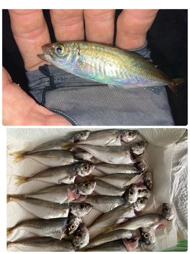 アジの釣果