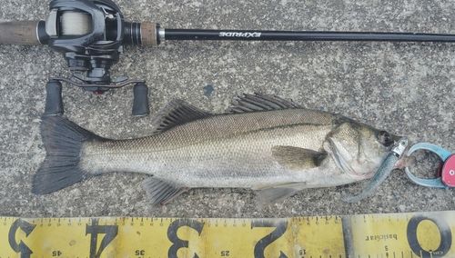 シーバスの釣果