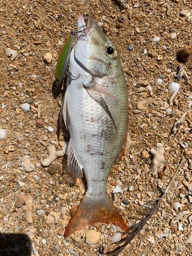 マトフエフキの釣果