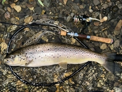 ブラウントラウトの釣果