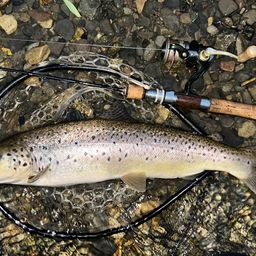 ブラウントラウト