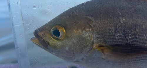 イサキの釣果