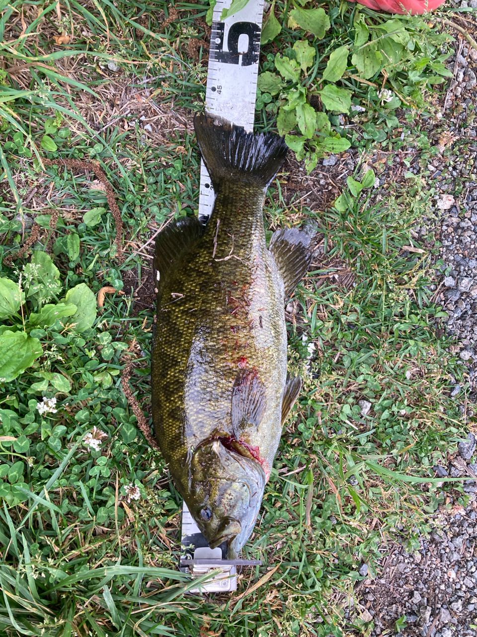 スモールマウスバス