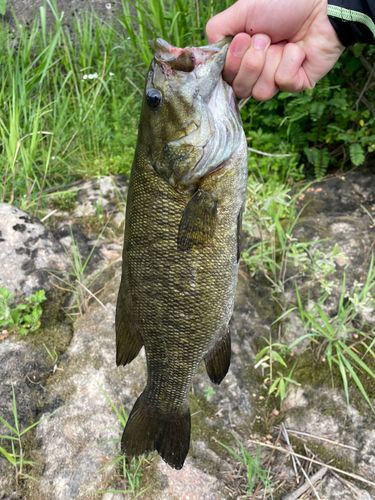 スモールマウスバスの釣果