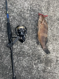 オオモンハタの釣果