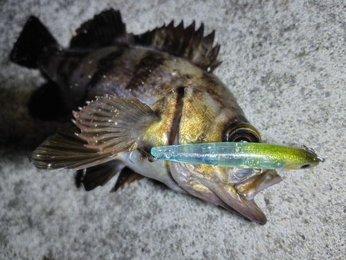 メバルの釣果