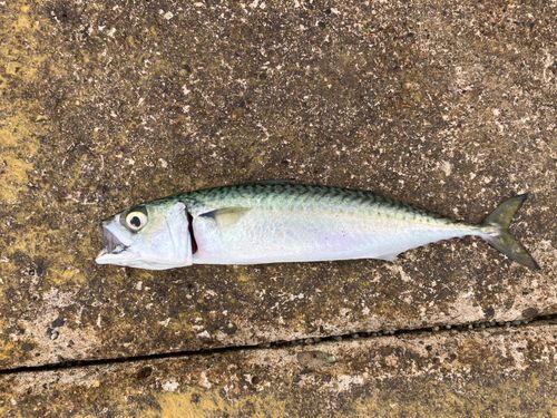 サバの釣果