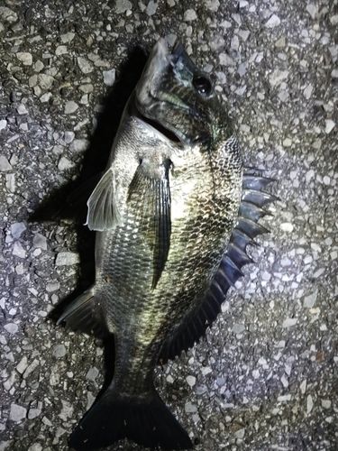 チヌの釣果