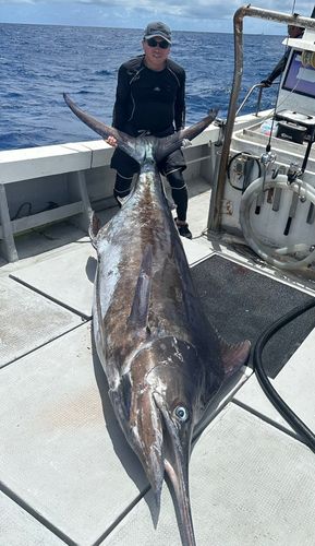 ブルーマーリンの釣果