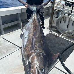 ブルーマーリン