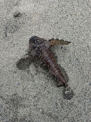 オニオコゼの釣果