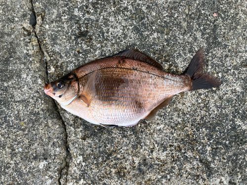 ウミタナゴの釣果