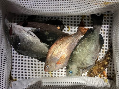 メジナの釣果