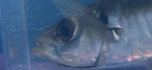 マアジの釣果