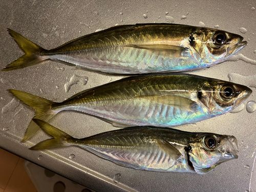 アジの釣果