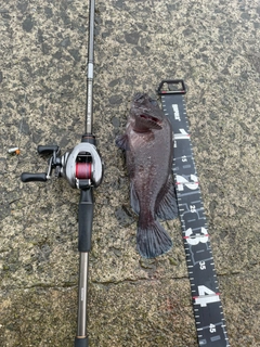 マゾイの釣果