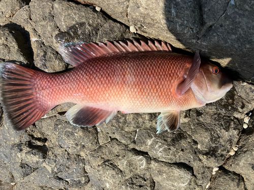 カンダイの釣果