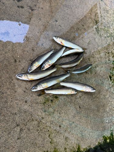 アユの釣果