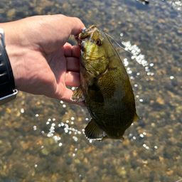 スモールマウスバス