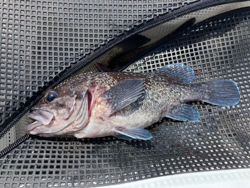 クロソイの釣果