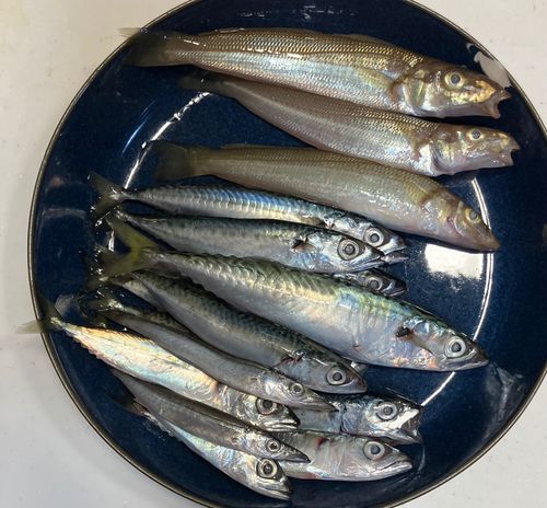 シロギスの釣果