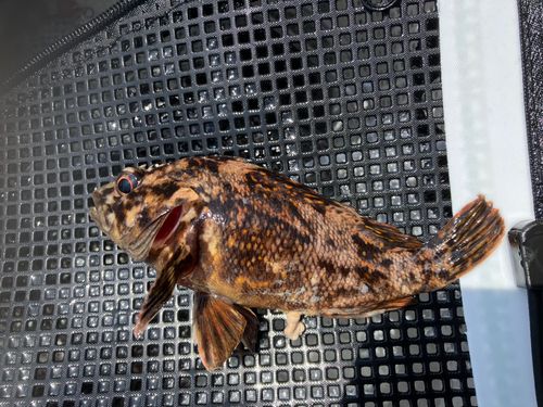 ムラソイの釣果