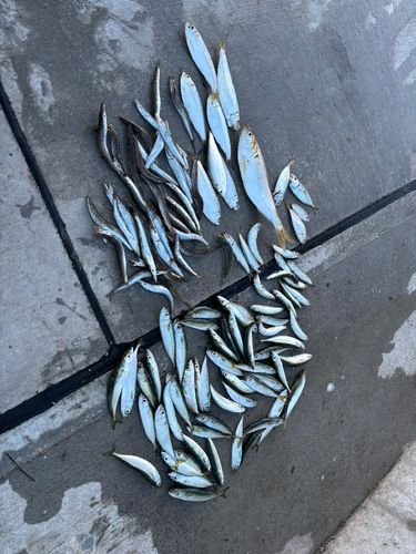 カマスの釣果