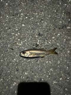 クロムツの釣果
