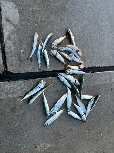 サバの釣果