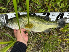 ブラックバスの釣果