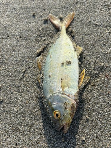 ショゴの釣果