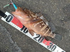 アコウの釣果