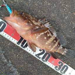 アコウ