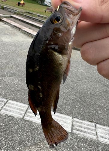 ガヤの釣果