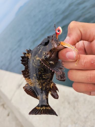 ベッコウゾイの釣果