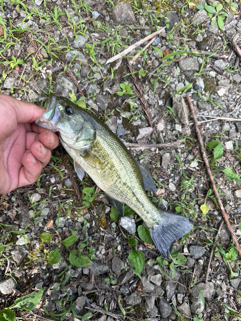 ラージマウスバス