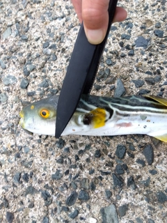 シマフグの釣果