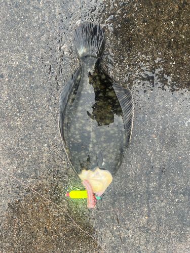 クロガレイの釣果