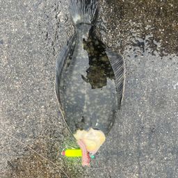 クロガレイ