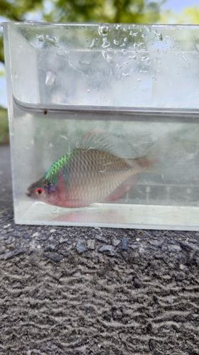 タイリクバラタナゴの釣果