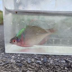 タイリクバラタナゴ