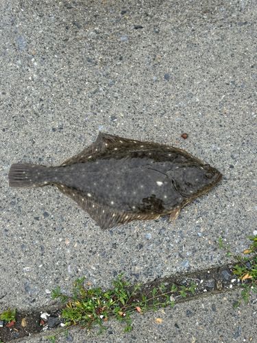 イシガレイの釣果