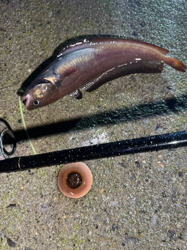 クロソイの釣果