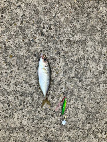 マアジの釣果