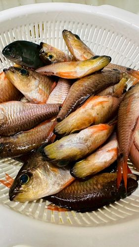 ネンブツダイの釣果