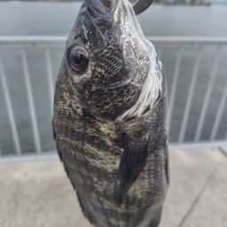 クロダイ