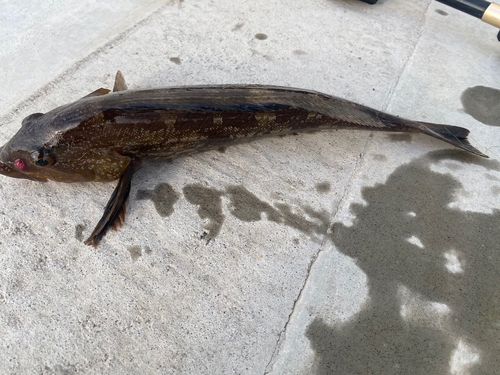 アイナメの釣果