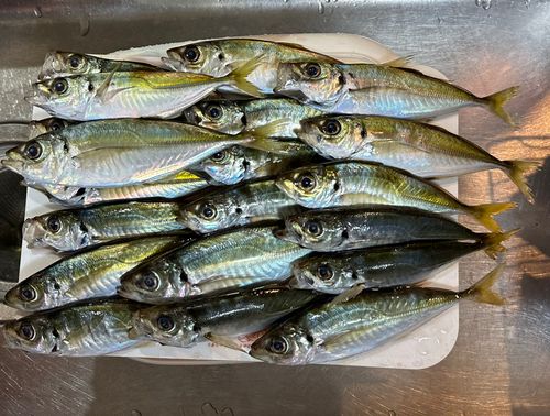 アジの釣果
