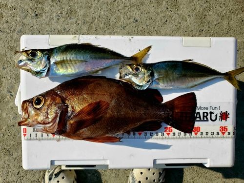 釣果